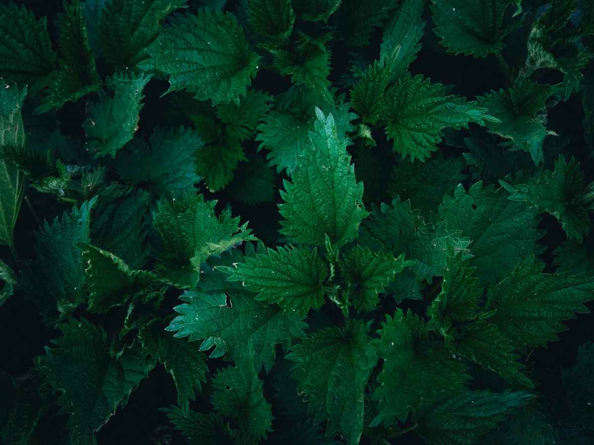 The Versatile Stinging Nettle: Nature’s Green&nbsp;Wonder